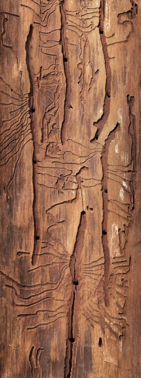 Bark surface from Totems & Sentinels.