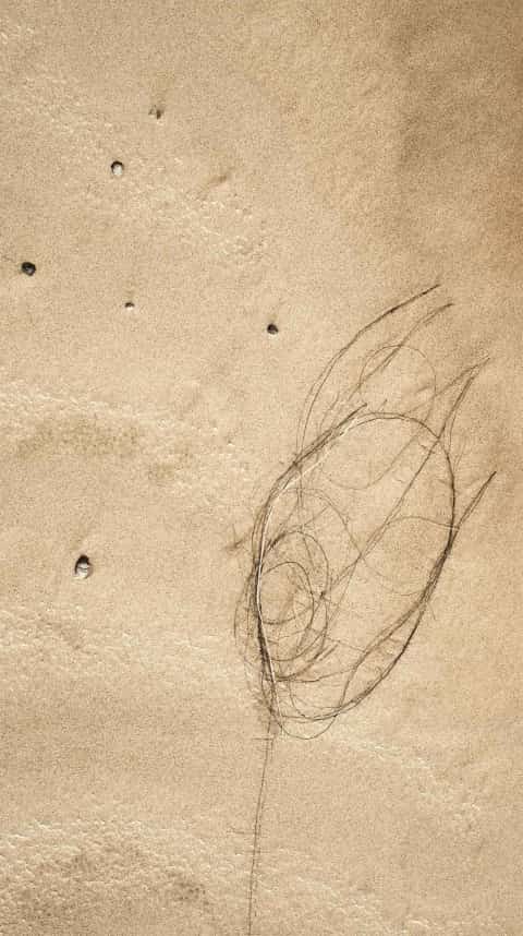 Sand and plant marks from Wahiba.