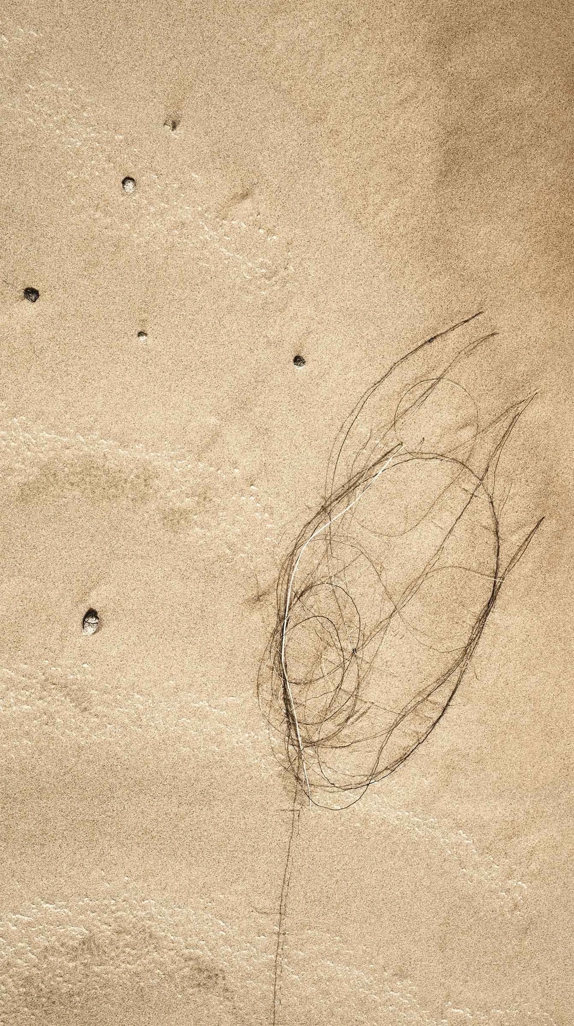 Sand and plant marks from Wahiba.