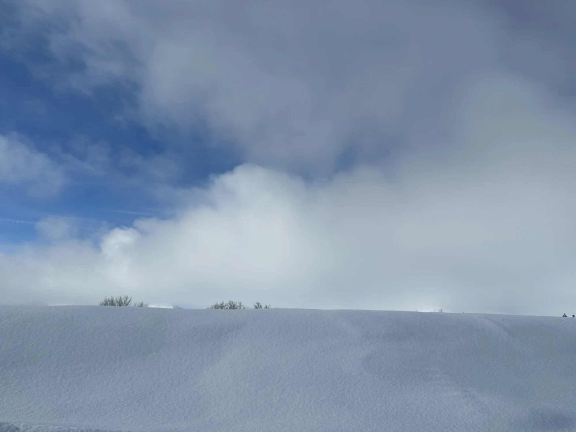Winterblue search image.