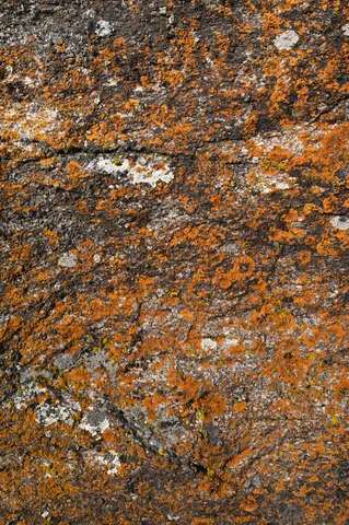 Orange lichen on granite at City of Rocks.