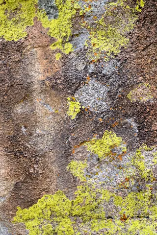 Orange lichen and granite at City of Rocks.