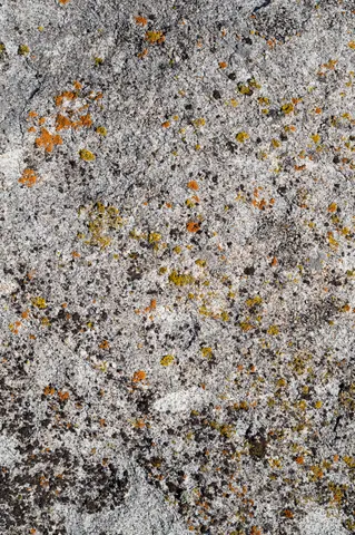 Lichen field at City of Rocks.
