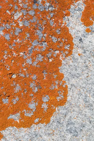 Orange lichen on granite at City of Rocks.