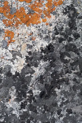 Lichen detail at City of Rocks.
