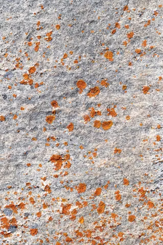 Lichen field at City of Rocks.