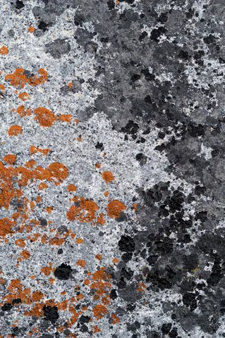 Lichen detail at City of Rocks.