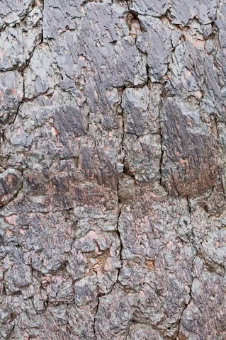 Basalt surface study at Craters of the Moon.