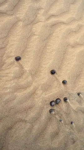 Wind-shaped dune surface in the Wahiba Sands.